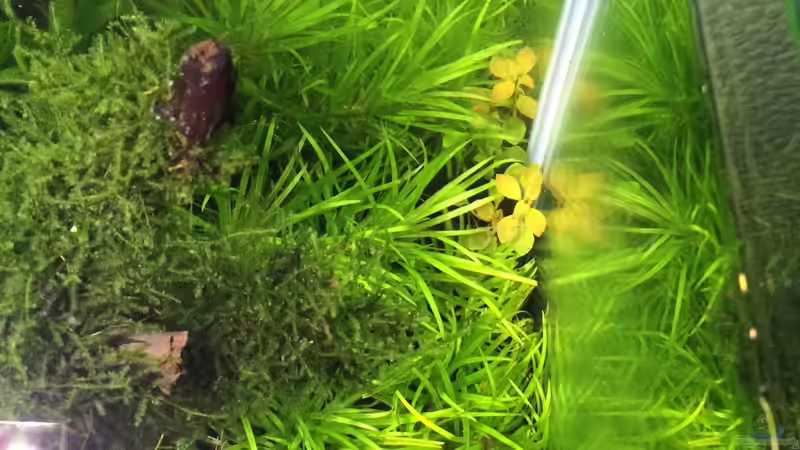 Pflanzen im Aquarium i love leaves ! von Ayahuasca (103)