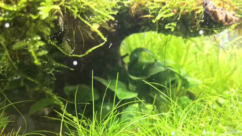 Pflanzen im Aquarium i love leaves ! von Ayahuasca (104)