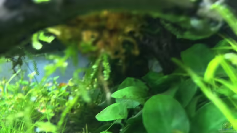 Pflanzen im Aquarium i love leaves ! von Ayahuasca (105)