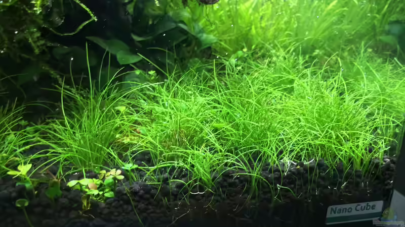 Pflanzen im Aquarium i love leaves ! von Ayahuasca (106)