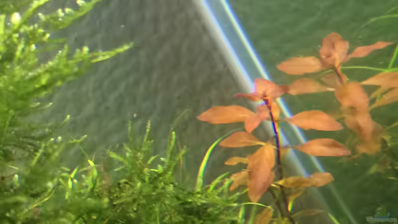 Pflanzen im Aquarium i love leaves ! von Ayahuasca (108)