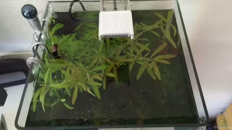 Pflanzen im Aquarium i love leaves ! von Ayahuasca (109)