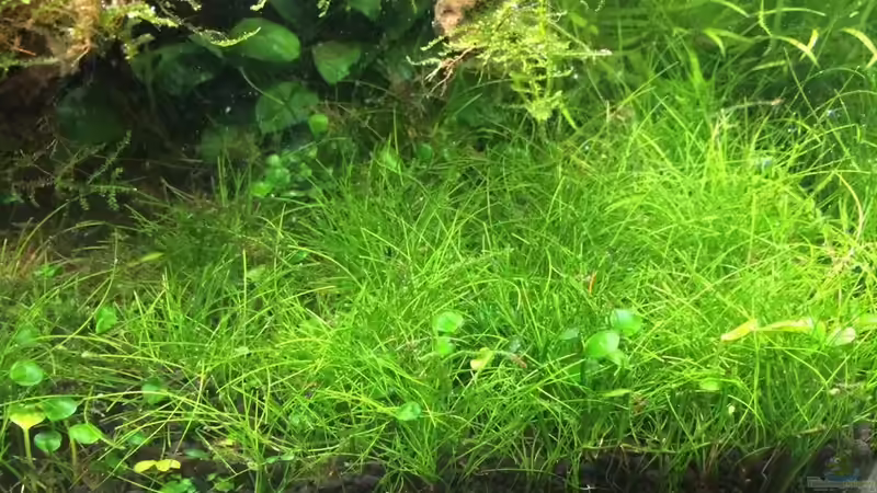 Pflanzen im Aquarium i love leaves ! von Ayahuasca (110)