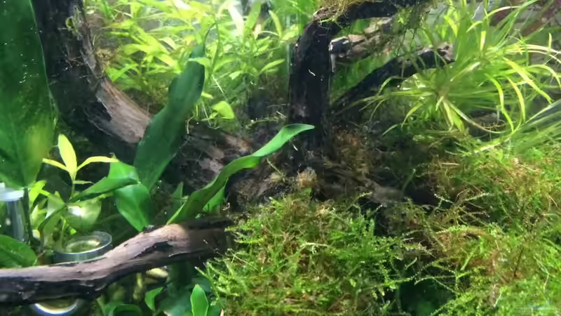 Pflanzen im Aquarium i love leaves ! von Ayahuasca (115)
