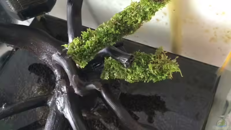 Pflanzen im Aquarium i love leaves ! von Ayahuasca (85)