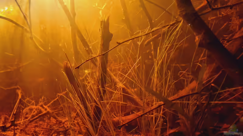 Pflanzen im Aquarium Igarapé do Daracua Flooded Forest Rio Negro von Rainooo (4)