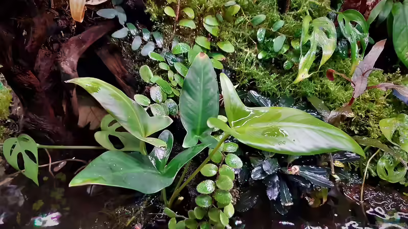 Pflanzen im Aquarium Im Reich der Halbschnäbler und Pferdekopfschmerlen von Junglist (23)