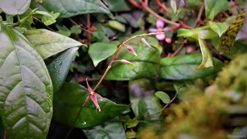 Pflanzen im Aquarium Im Reich der Halbschnäbler und Pferdekopfschmerlen von Junglist (25)