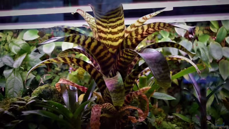 Pflanzen im Aquarium Im Reich der Halbschnäbler und Pferdekopfschmerlen von Junglist (26)