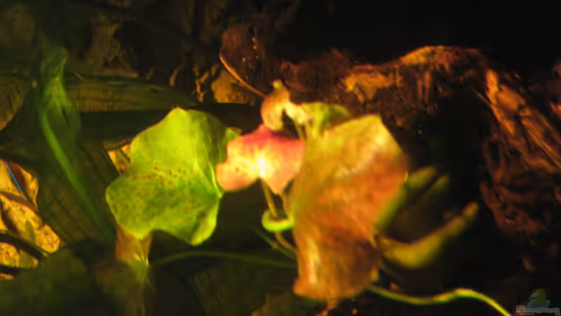 Pflanzen im Aquarium Irgendwo im Amazonas von Fishfan (12)