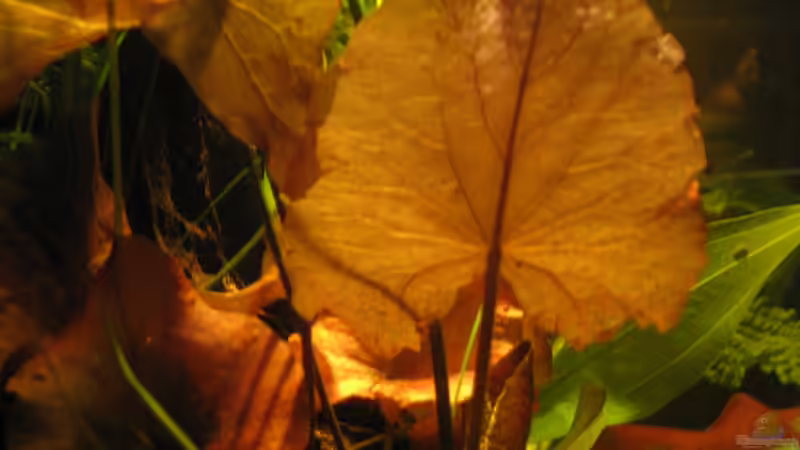 Pflanzen im Aquarium Irgendwo im Amazonas von Fishfan (13)