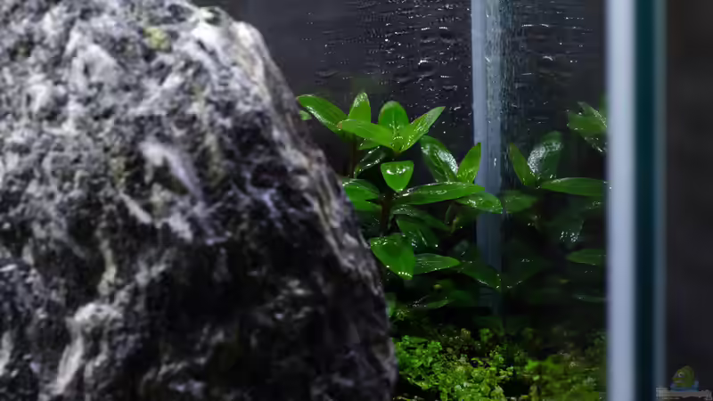 Pflanzen im Aquarium Iwagumipfütze von Julian H. (8)