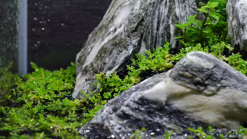 Pflanzen im Aquarium Iwagumipfütze von Julian H. (9)