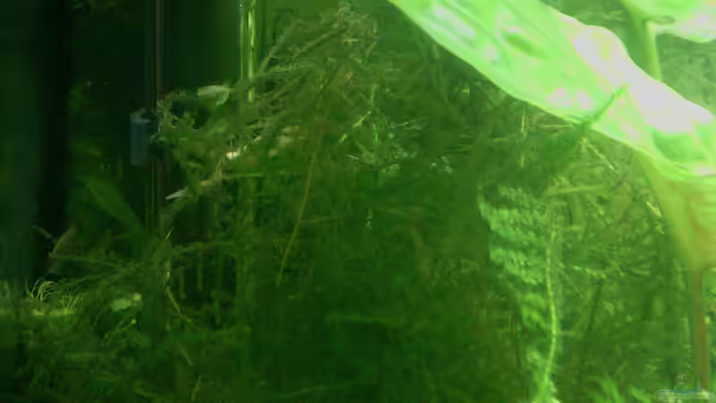 Pflanzen im Aquarium Jannik sein Becken von Papa Rainer (5)