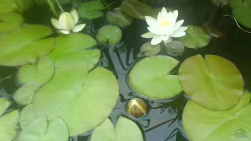 Pflanzen im Aquarium Jans kleiner Teich von leutert1 (2)