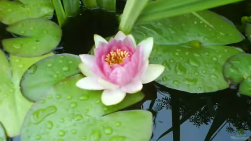 Pflanzen im Aquarium Jans kleiner Teich von leutert1 (4)