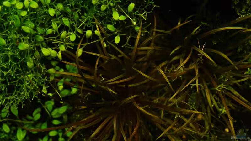 Pflanzen im Aquarium JBL Setup 2017 von Scaper (3)
