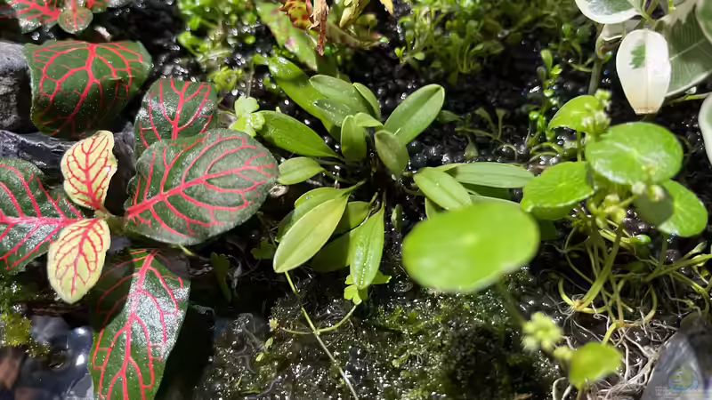 Pflanzen im Aquarium Jungle Ufer von CzudemP (11)