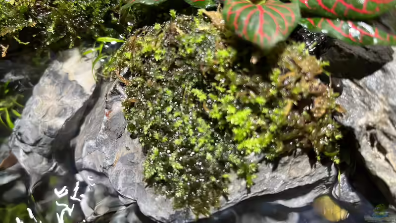 Pflanzen im Aquarium Jungle Ufer von CzudemP (12)