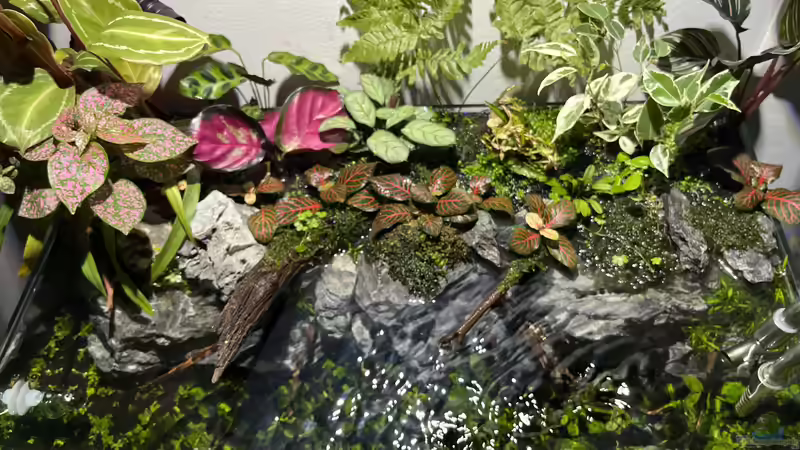 Pflanzen im Aquarium Jungle Ufer von CzudemP (14)