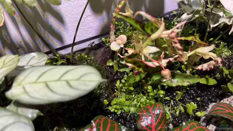 Pflanzen im Aquarium Jungle Ufer von CzudemP (15)