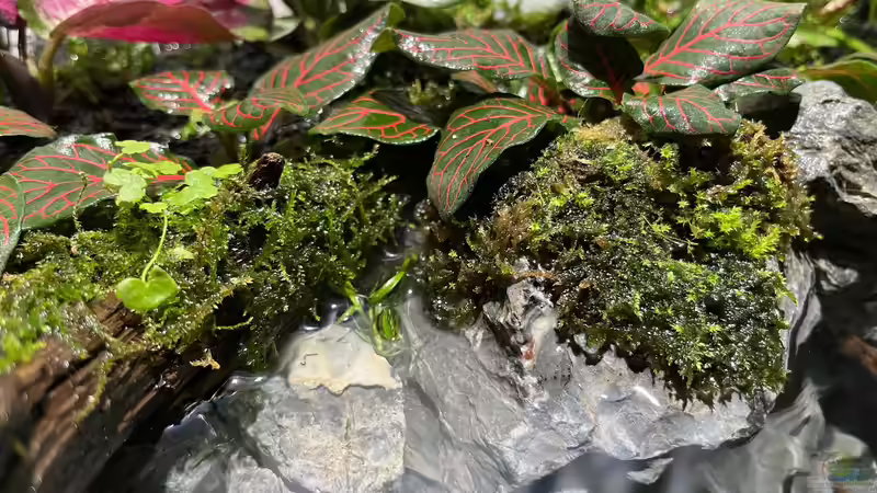 Pflanzen im Aquarium Jungle Ufer von CzudemP (16)