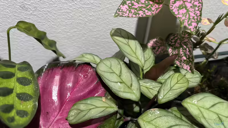 Pflanzen im Aquarium Jungle Ufer von CzudemP (9)