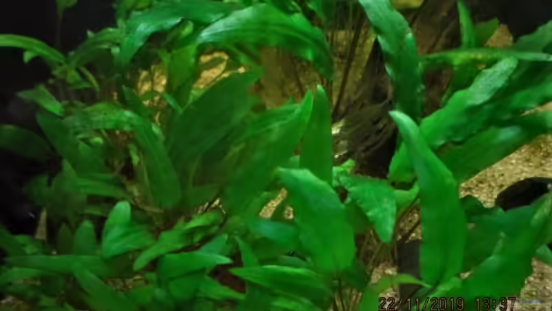 Pflanzen im Aquarium Just like a new day -aufgelöst von okefenokee (57)