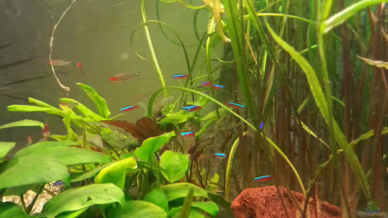 Pflanzen im Aquarium juwel 120 l grünes durcheinander von mstard (5)