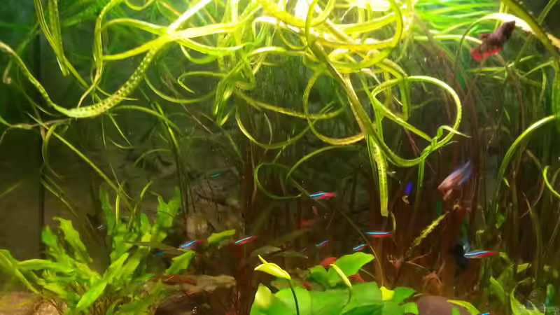 Pflanzen im Aquarium juwel 120 l grünes durcheinander von mstard (6)