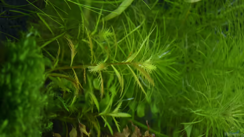 Pflanzen im Aquarium Juwel 180 Vision (Aufgelöst 2018) von Rotkopfsalmler (11)