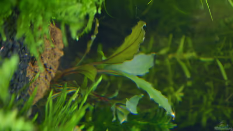 Pflanzen im Aquarium Juwel 180 Vision (Aufgelöst 2018) von Rotkopfsalmler (12)