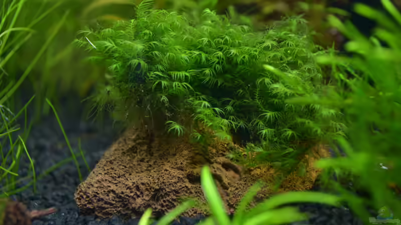 Pflanzen im Aquarium Juwel 180 Vision (Aufgelöst 2018) von Rotkopfsalmler (13)