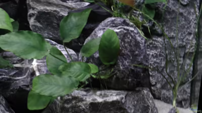 Pflanzen im Aquarium Juwel 260 vision von Bäumchen (3)