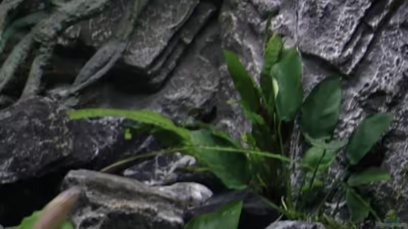 Pflanzen im Aquarium Juwel 260 vision von Bäumchen (4)