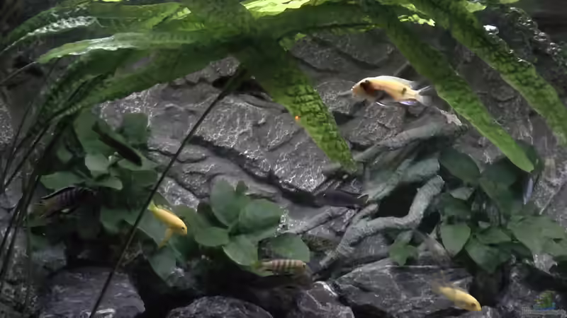 Pflanzen im Aquarium Juwel 260 vision von Bäumchen (5)