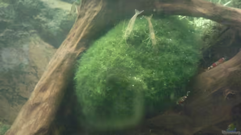 Pflanzen im Aquarium Juwel 300 von Occellaris (8)