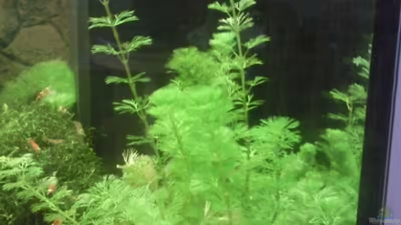 Pflanzen im Aquarium Juwel 300 von Occellaris (9)