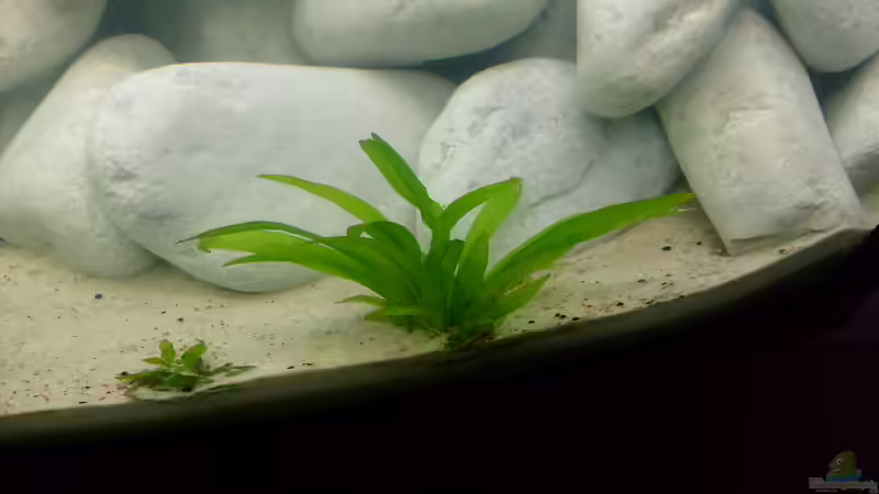 Pflanzen im Aquarium Juwel Aquarium Vision 260 mit Unterschrank von Chrstian Seupel (12)