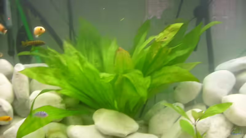 Pflanzen im Aquarium Juwel Aquarium Vision 260 mit Unterschrank von Chrstian Seupel (13)