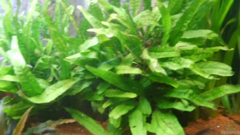 Pflanzen im Aquarium Juwel Aquarium von andee (3)