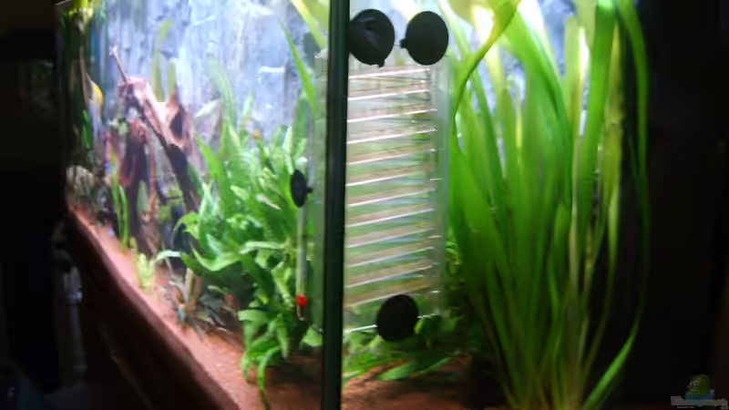Pflanzen im Aquarium Juwel Aquarium von andee (4)