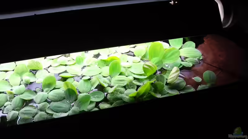 Pflanzen im Aquarium Juwel Delta 100 von Andy_daHousecat (22)