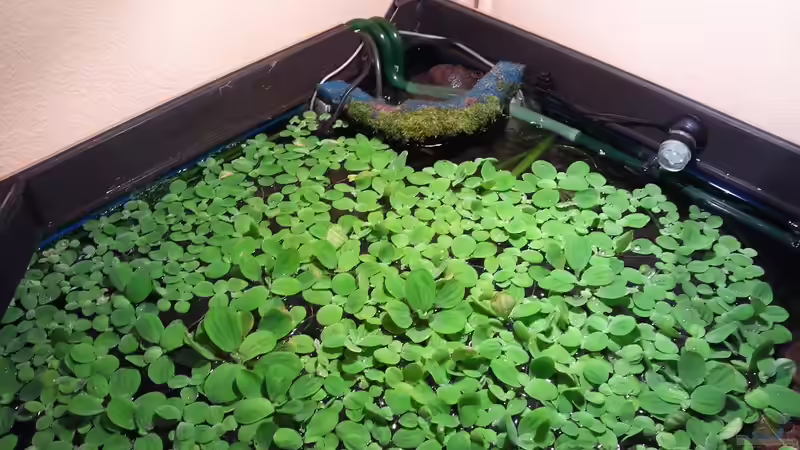 Pflanzen im Aquarium Juwel Delta 100 von Andy_daHousecat (23)