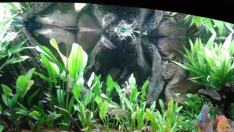 Pflanzen im Aquarium JUWEL DISKUS AMAZONAS von Rene Zwirchmayr (14)