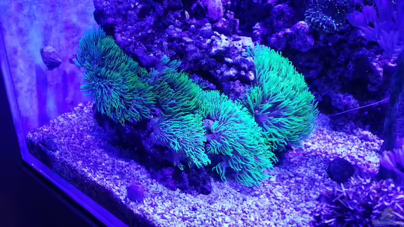 Pflanzen im Aquarium Juwel Lido 120 MEERWASSER Umabau von Micha73 (2)