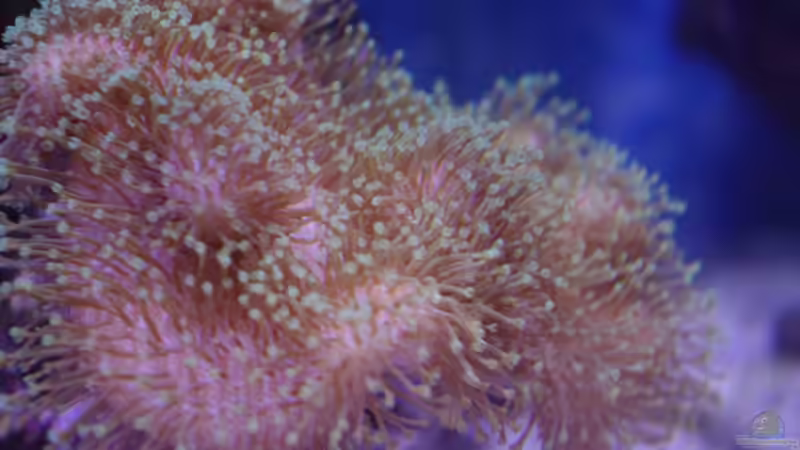 Pflanzen im Aquarium Juwel Lido 120 MEERWASSER Umabau von Micha73 (3)