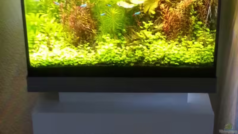 Pflanzen im Aquarium Juwel Lido 120 von Micha73 (3)