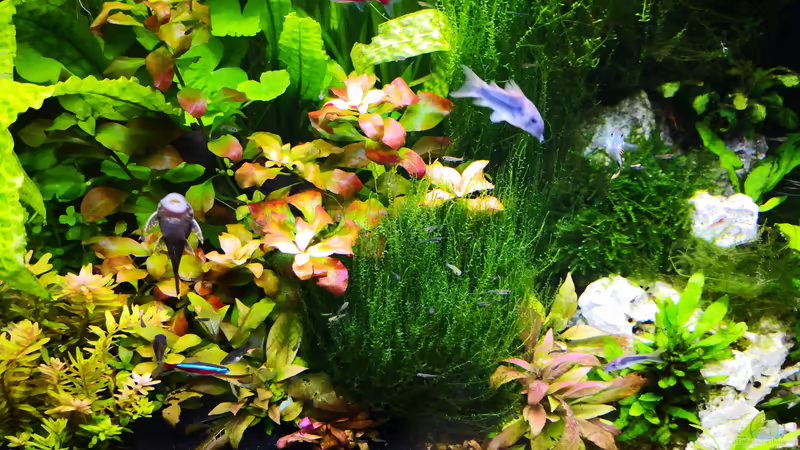 Pflanzen im Aquarium Juwel Lido 120 von Wuppi (4)