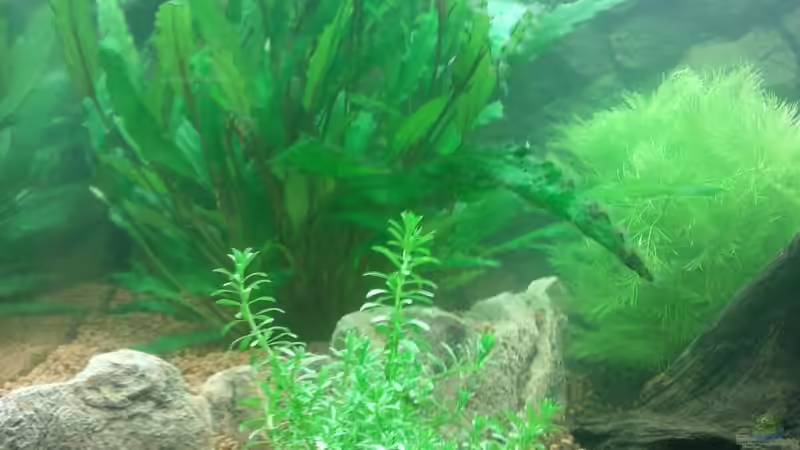 Pflanzen im Aquarium Juwel Lido 120 weiß von BVB-Barbe (10)